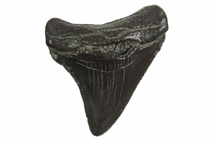 Juvenile Megalodon Tooth - South Carolina #340582